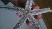 [TodoMarino.com] Ayuda con estrella de mar por favor, urgente :(