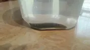 [TodoMarino.com] necesito ayuda habitante extraño