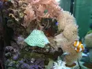 [TodoMarino.com] Fotos de mi acuario