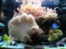 [TodoMarino.com] Fotos de mi acuario