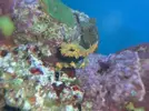 [TodoMarino.com] Ayuda identificación de gorgonia