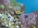 [TodoMarino.com] Ayuda identificación de gorgonia