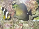 [TodoMarino.com] Ayuda con un acuario de segunda mano!!!