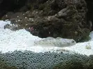 [TodoMarino.com] Ayuda con un acuario de segunda mano!!!