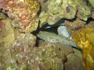 [TodoMarino.com] Ayuda con un acuario de segunda mano!!!