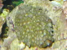 [TodoMarino.com] Ayuda con un acuario de segunda mano!!!