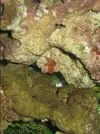 [TodoMarino.com] Ayuda con un acuario de segunda mano!!!