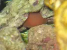 [TodoMarino.com] Ayuda con un acuario de segunda mano!!!