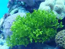 [TodoMarino.com] Identificación macro-alga