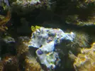 [TodoMarino.com] Mi primer Marino