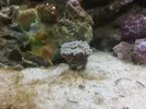 [TodoMarino.com] Mi primer Marino