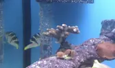 [TodoMarino.com] blanquamiento coral duro