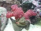 [TodoMarino.com] Nombre coral rojo