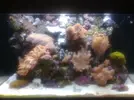 [TodoMarino.com] red sea max con mucha roca