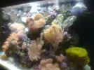 [TodoMarino.com] red sea max con mucha roca