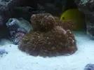 [TodoMarino.com] mi pequeño mundo marino 350 L + sum 100L