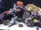[TodoMarino.com] mi pequeño mundo marino 350 L + sum 100L