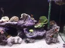 [TodoMarino.com] mi pequeño mundo marino 350 L + sum 100L