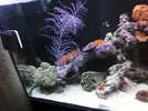 [TodoMarino.com] mi pequeño mundo marino 350 L + sum 100L