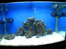 [TodoMarino.com] 140l mas 60 l de sump