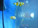 [TodoMarino.com] 140l mas 60 l de sump