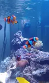 [TodoMarino.com] Ocearis enfermo