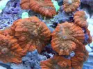 [TodoMarino.com] TROPICAL REEF Volvemos con algo de color y lo que queda por llegar............