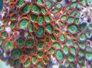 [TodoMarino.com] TROPICAL REEF Volvemos con algo de color y lo que queda por llegar............