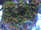 [TodoMarino.com] TROPICAL REEF Volvemos con algo de color y lo que queda por llegar............