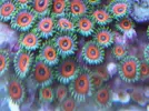 [TodoMarino.com] TROPICAL REEF Volvemos con algo de color y lo que queda por llegar............