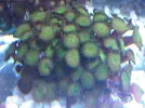 [TodoMarino.com] TROPICAL REEF Volvemos con algo de color y lo que queda por llegar............