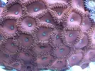 [TodoMarino.com] TROPICAL REEF Volvemos con algo de color y lo que queda por llegar............