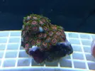 [TodoMarino.com] TROPICAL REEF Volvemos con algo de color y lo que queda por llegar............