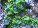 [TodoMarino.com] TROPICAL REEF Volvemos con algo de color y lo que queda por llegar............
