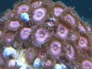 [TodoMarino.com] TROPICAL REEF Volvemos con algo de color y lo que queda por llegar............