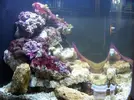 [TodoMarino.com] Os presento mi acuario