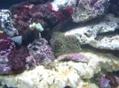 [TodoMarino.com] Os presento mi acuario