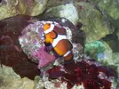 [TodoMarino.com] Os presento mi acuario