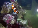 [TodoMarino.com] Os presento mi acuario