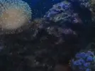 [TodoMarino.com] Algas gelatinosas?