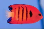 [TodoMarino.com] Listado de Peces !!