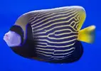 [TodoMarino.com] Listado de Peces !!