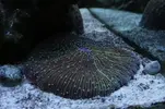 [TodoMarino.com] Perdida de Color