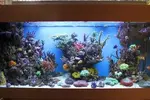 [TodoMarino.com] Acuario de NACHO - Opinias