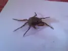 [TodoMarino.com] cangrejo bueno o malo ??
