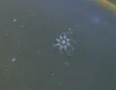 [TodoMarino.com] Pequeñas medusas??
