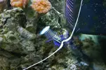 [TodoMarino.com] Mi marino de 130 L