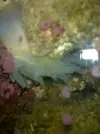 [TodoMarino.com] Anemona rara