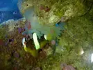 [TodoMarino.com] Anemona rara