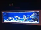 [TodoMarino.com] Acuario exposición Special Reef